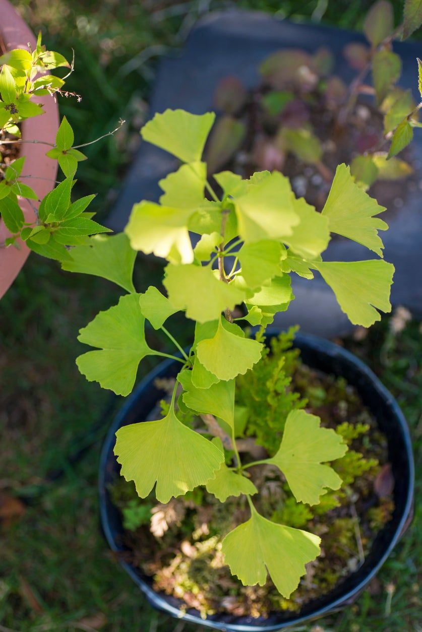 propagate ginkgo