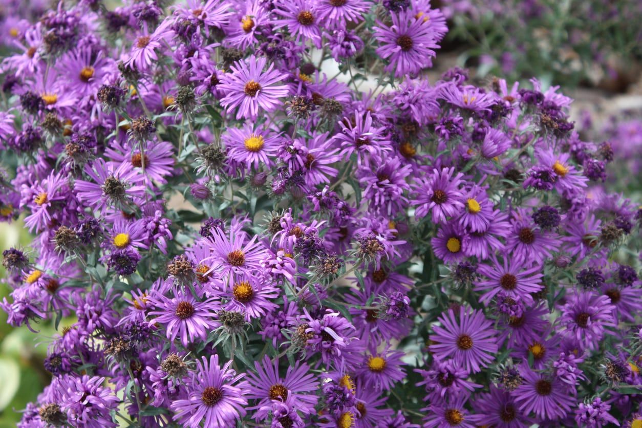 purple asters