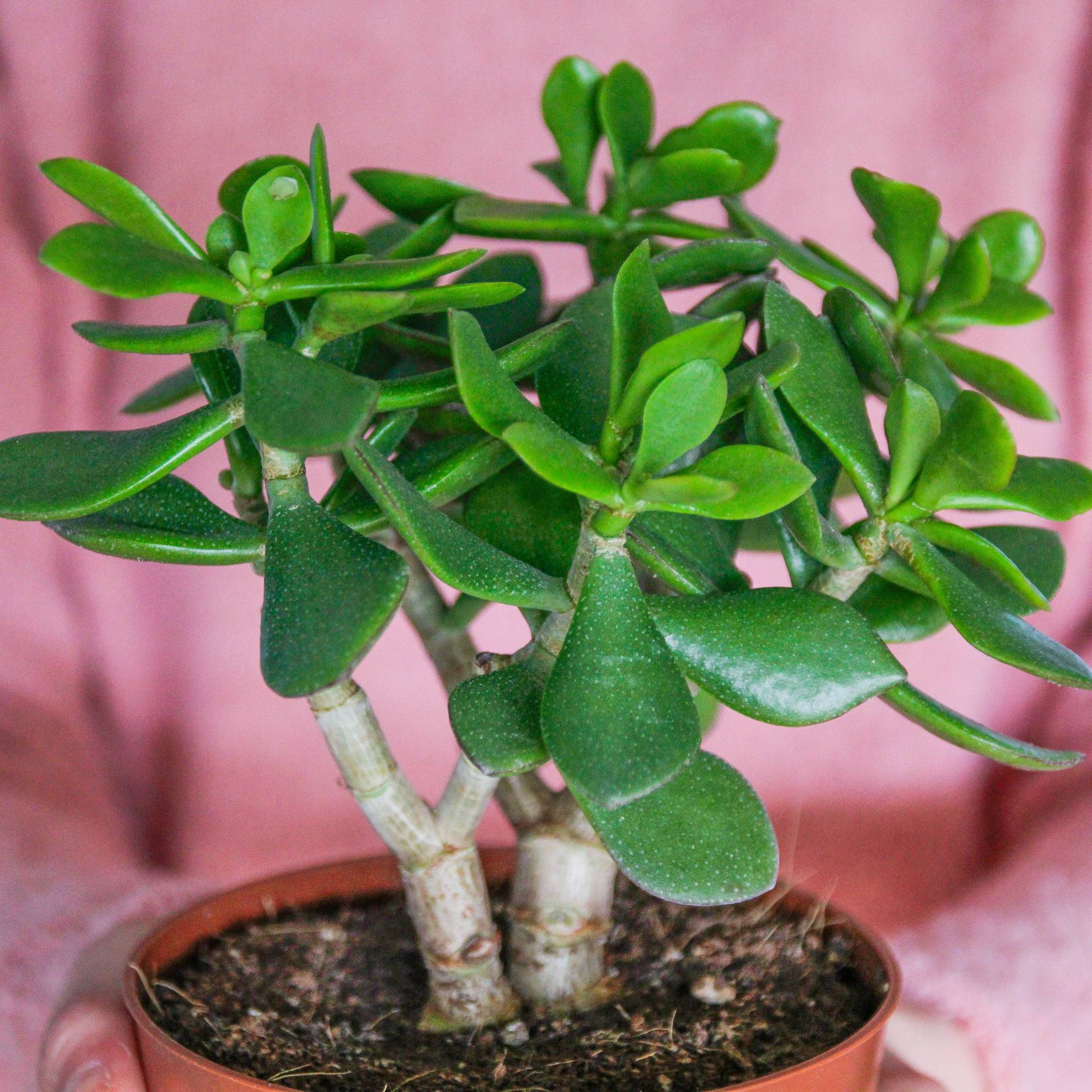 A small potted jade plant against the background of a pink sweater