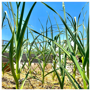 A close-up of a garlic patch