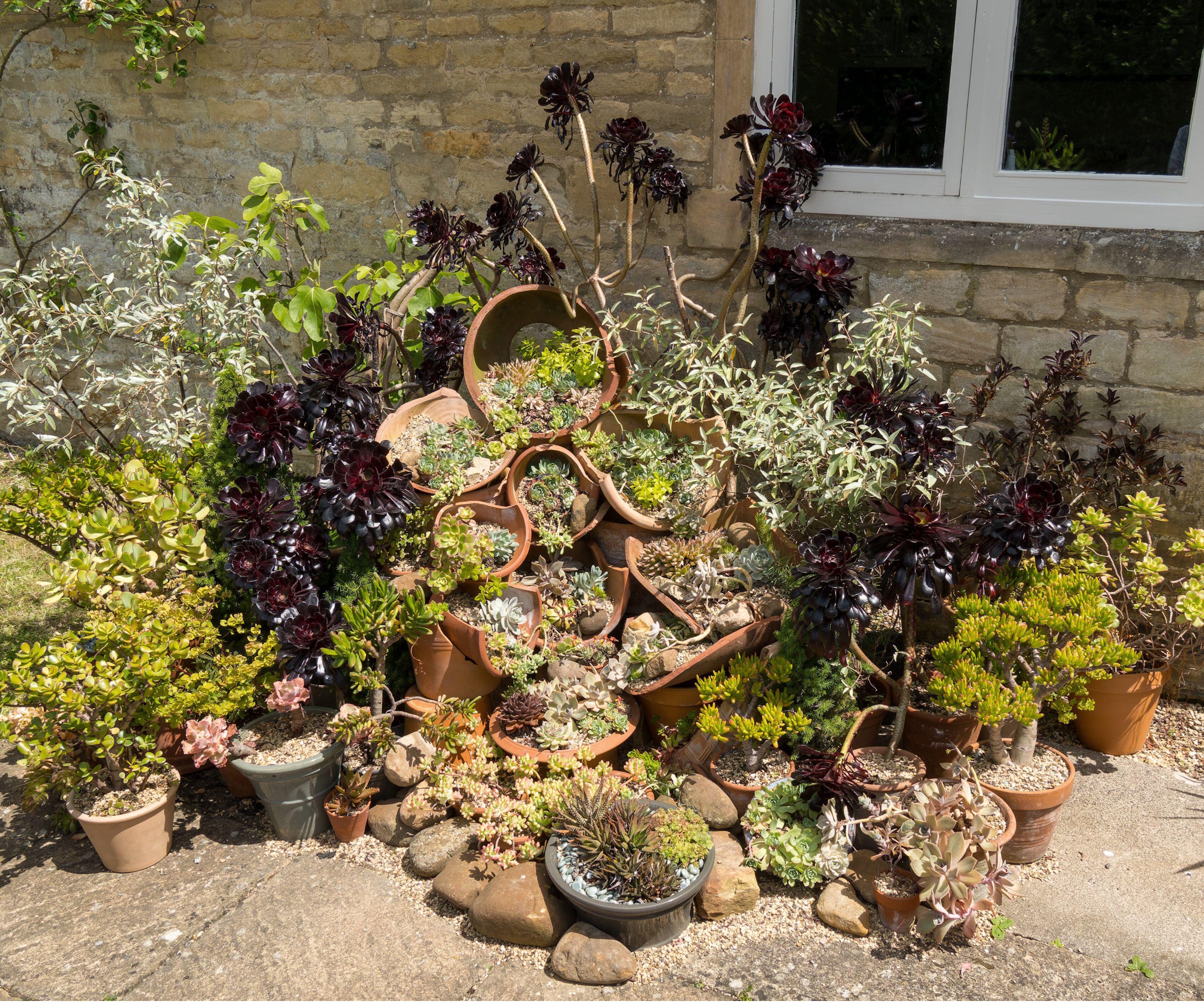 Broken pot succulent display
