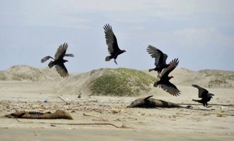 Buzzards fly around two dead dolphins on a beach in Peru: This year&amp;#039;s unusual number of beached dolphins is being blamed on everything from warm weather to something they ate.