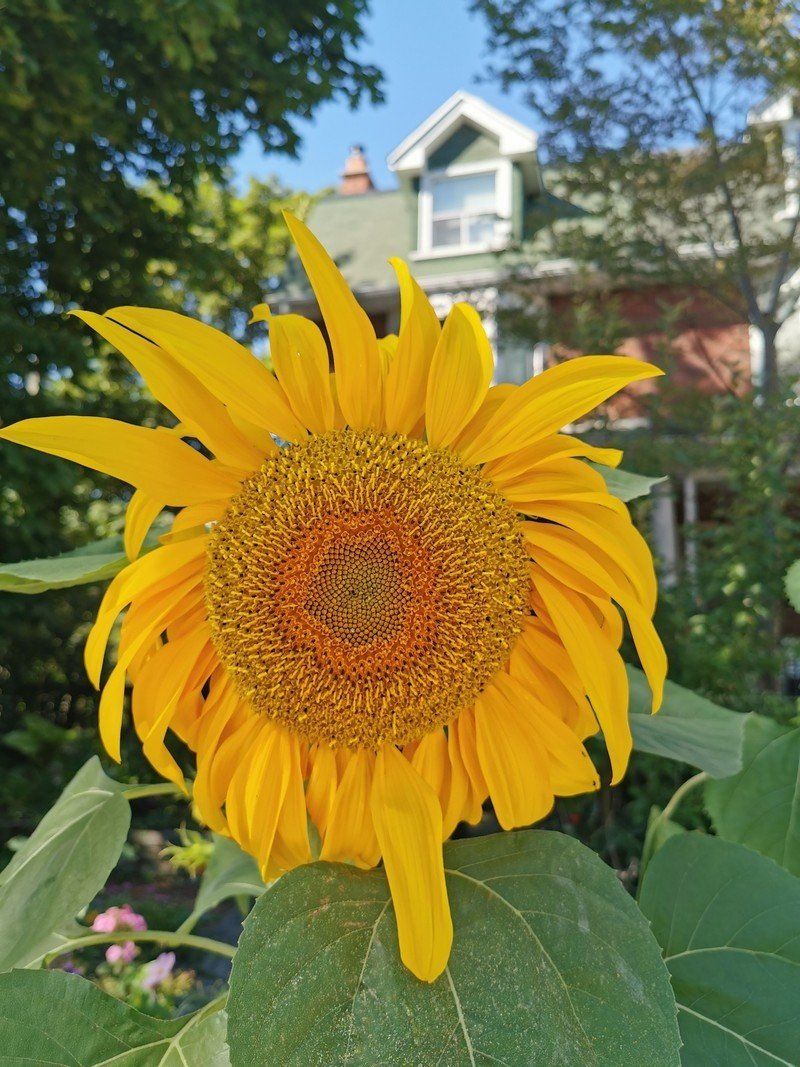 P30 Pro