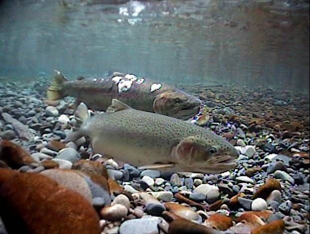 Two young rainbow or steelhead trout in a net at a fish hatchery