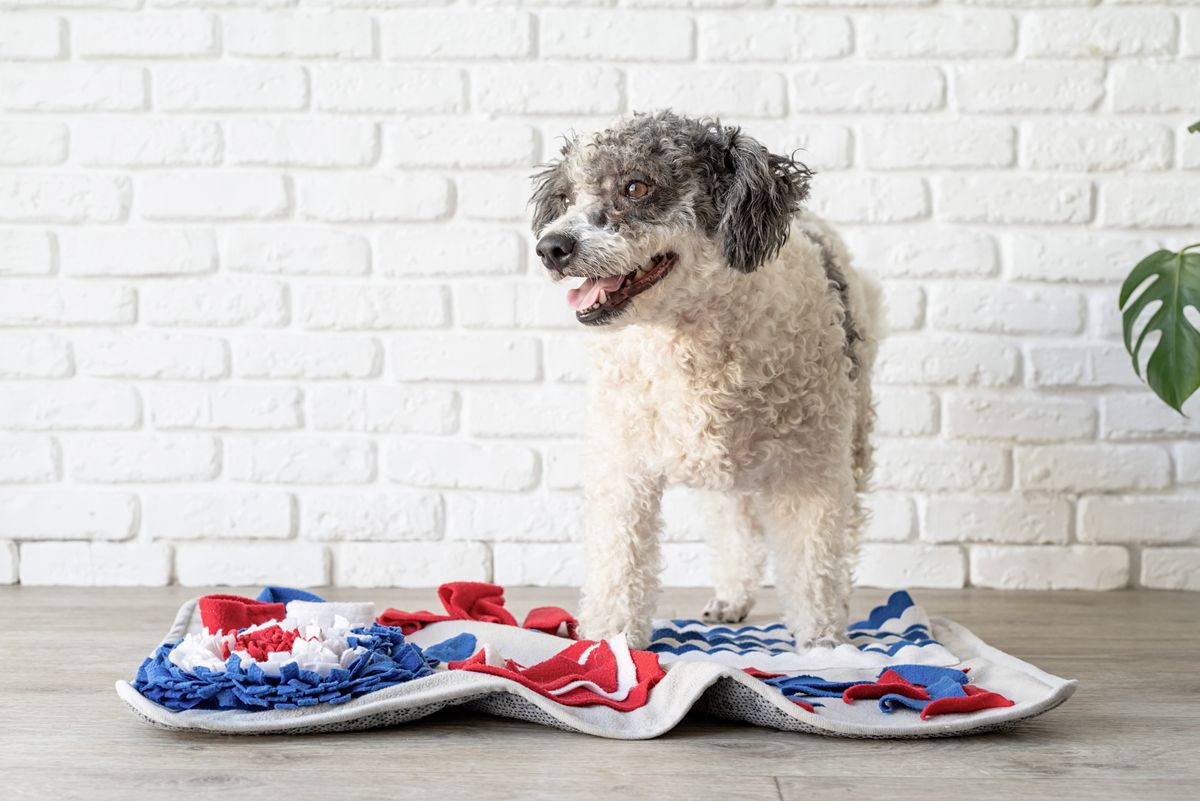 Best dog sale snuffle mat