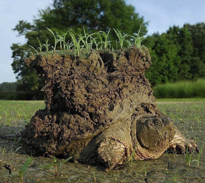 Snapping turtle carrying 18 pounds of earth on its back (via <a href="https://twitter.com/Dr_TheHistories/status/1528213251653132288">@Dr_TheHistories</a>)