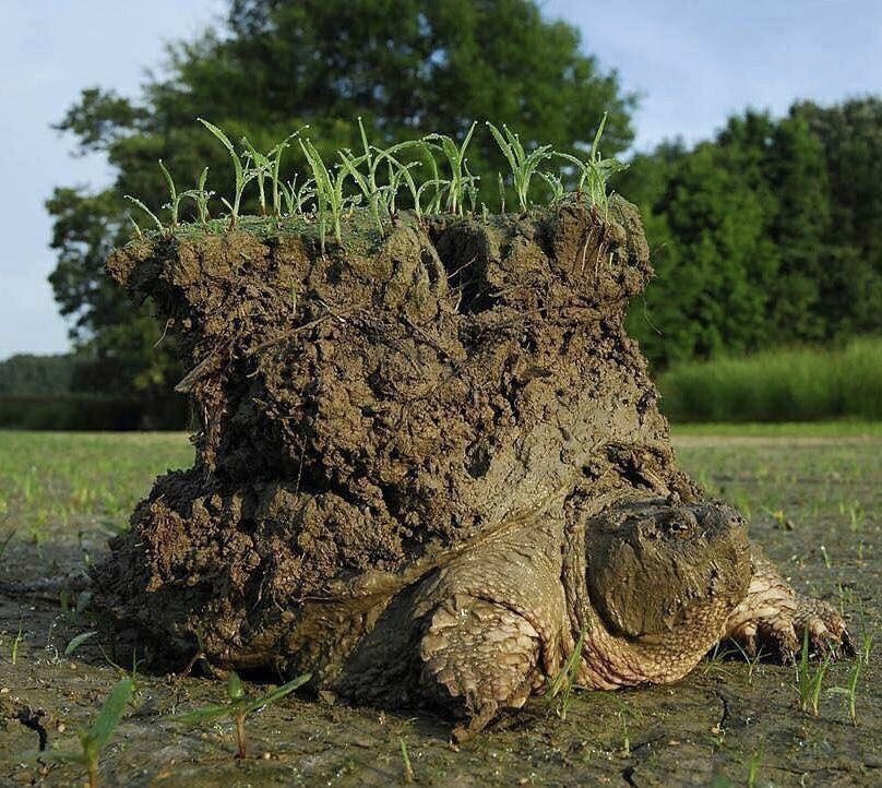 a turtle with lush vegetation growing off from its shell