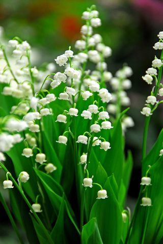 Lily of the valley Shade loving plants