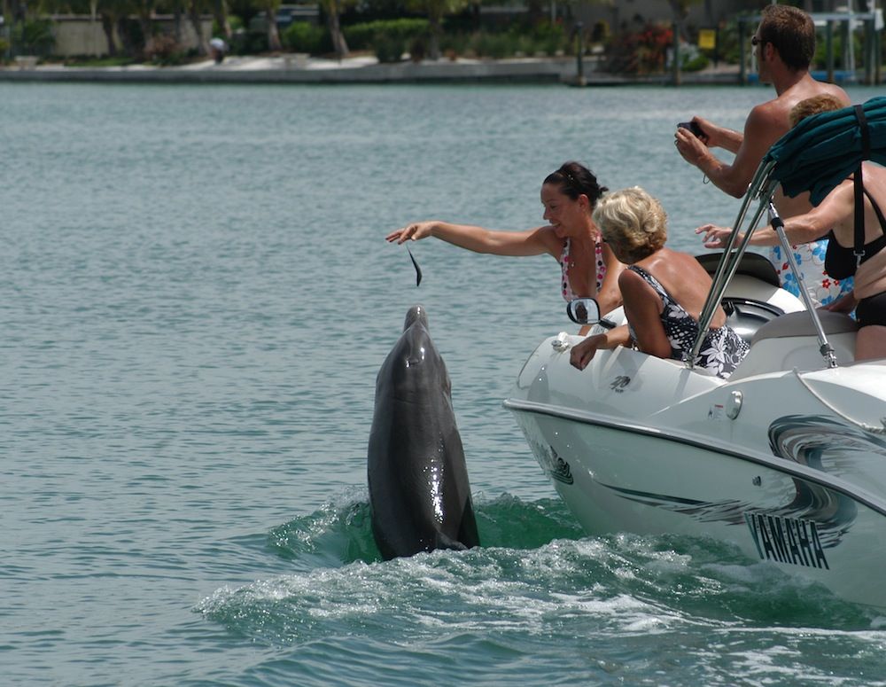 Illegal feeding of bottlenose dolphin.