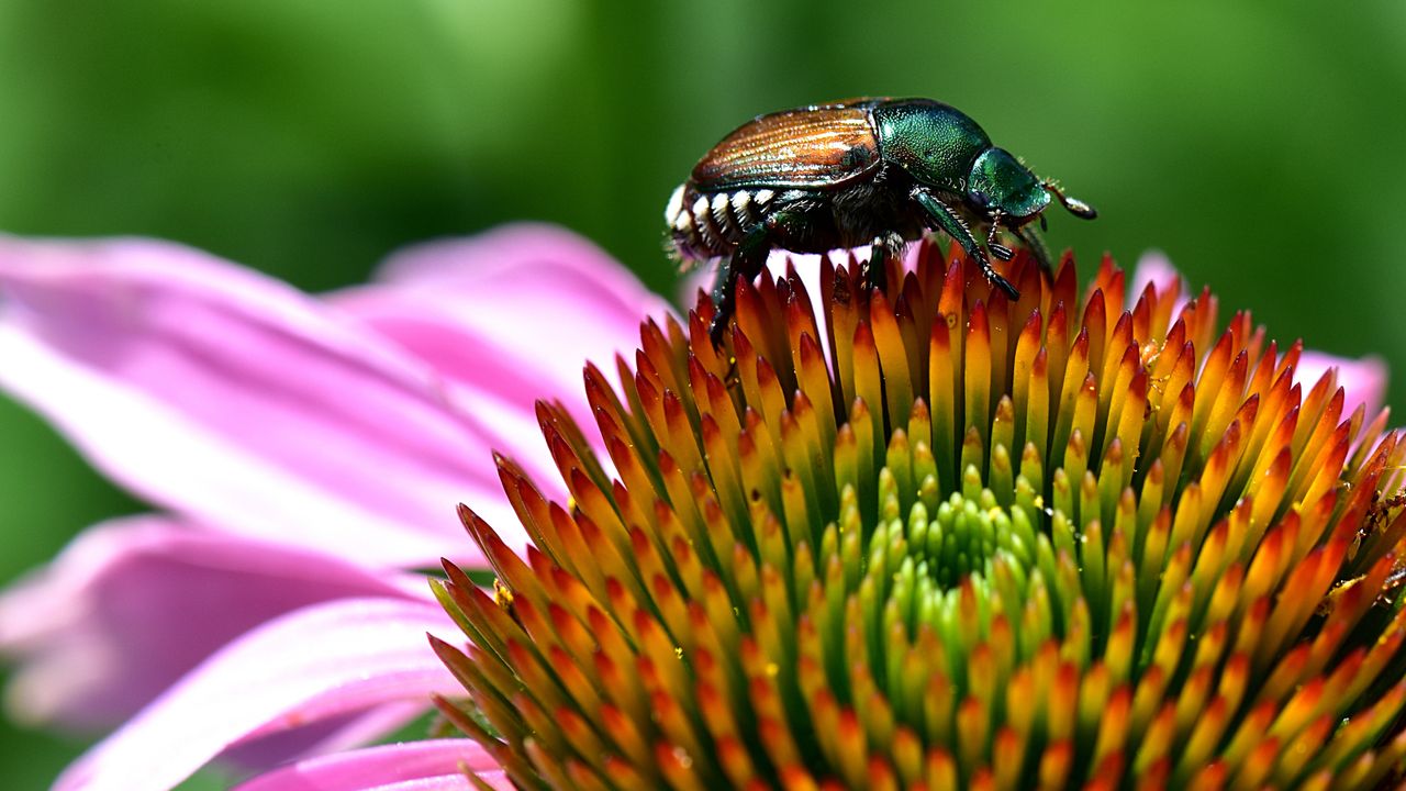 Japanese beetle sitting on top of a large pink flower