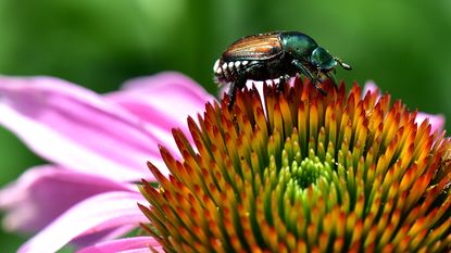 Japanese beetle sitting on top of a large pink flower
