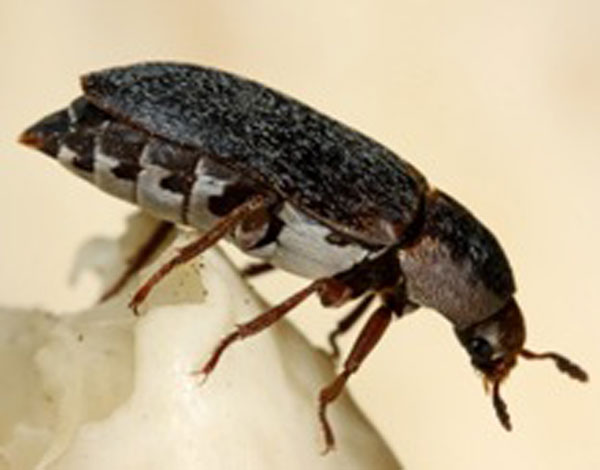 Young virgin female hide beetles (<em>Dermestes maculatus</em>) are attracted to cadavers by a combination of cadaver odor and male sex pheromones.