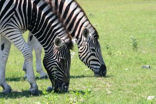 Grazing zebras in Africa.