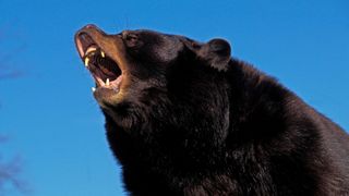 American black bear in defensive posture showing teeth