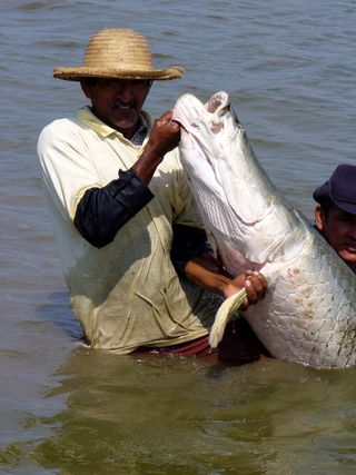 critically endangered animals, arapaima, over-fishing