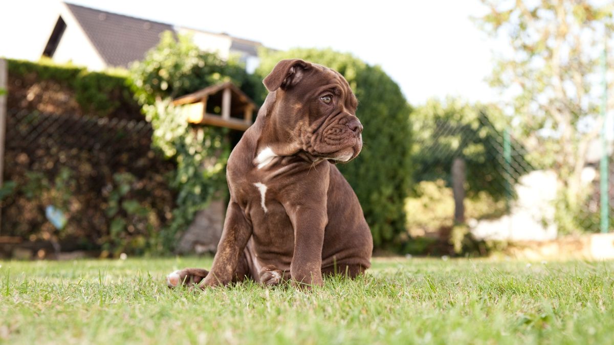 Dog sitting on grass in stay position