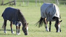 Two horses turned out together in protective boots. one headcollared. sunny winter day.
