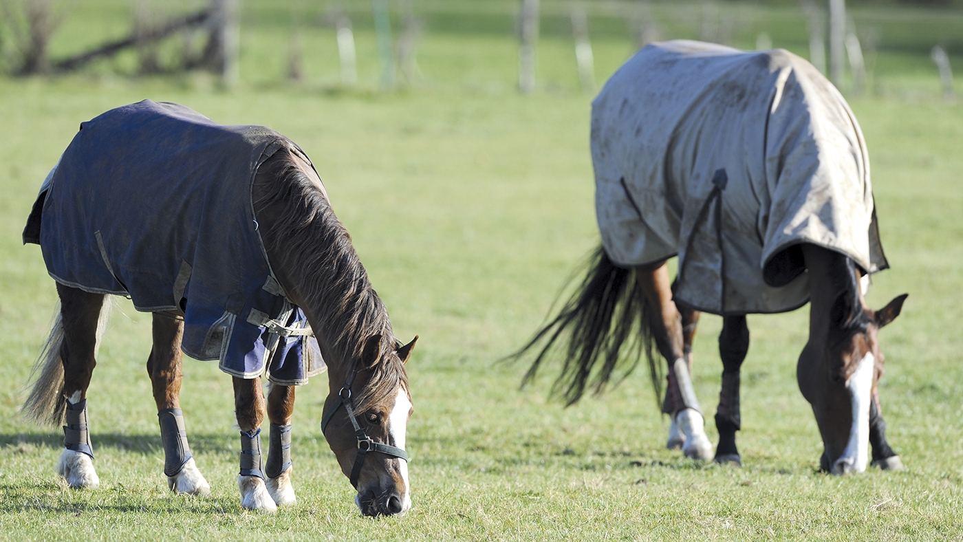 Two horses turned out together in protective boots. one headcollared. sunny winter day.
