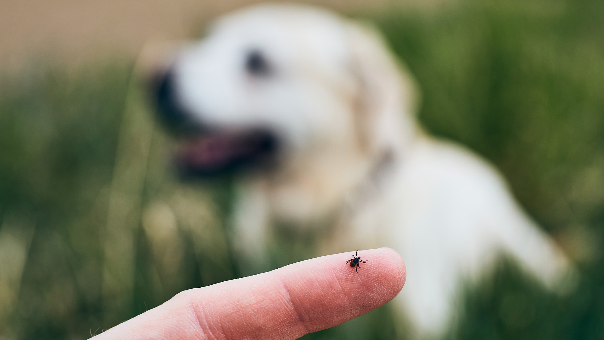 Close-up view of tick on human finger against dog lying in grass