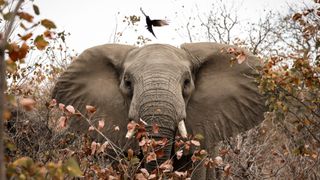 A wild African elephant in Kruger National Park