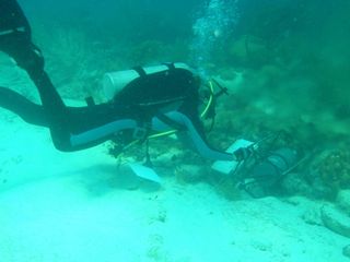 Near the acidic springs in the Caribbean, researchers found low coral diversity, finding mostly single corals that don't build reef structures.