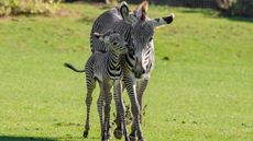 Zebra foal: Marwell Zoo has welcomed the birth of a rare breed Grevy&rsquo;s zebra