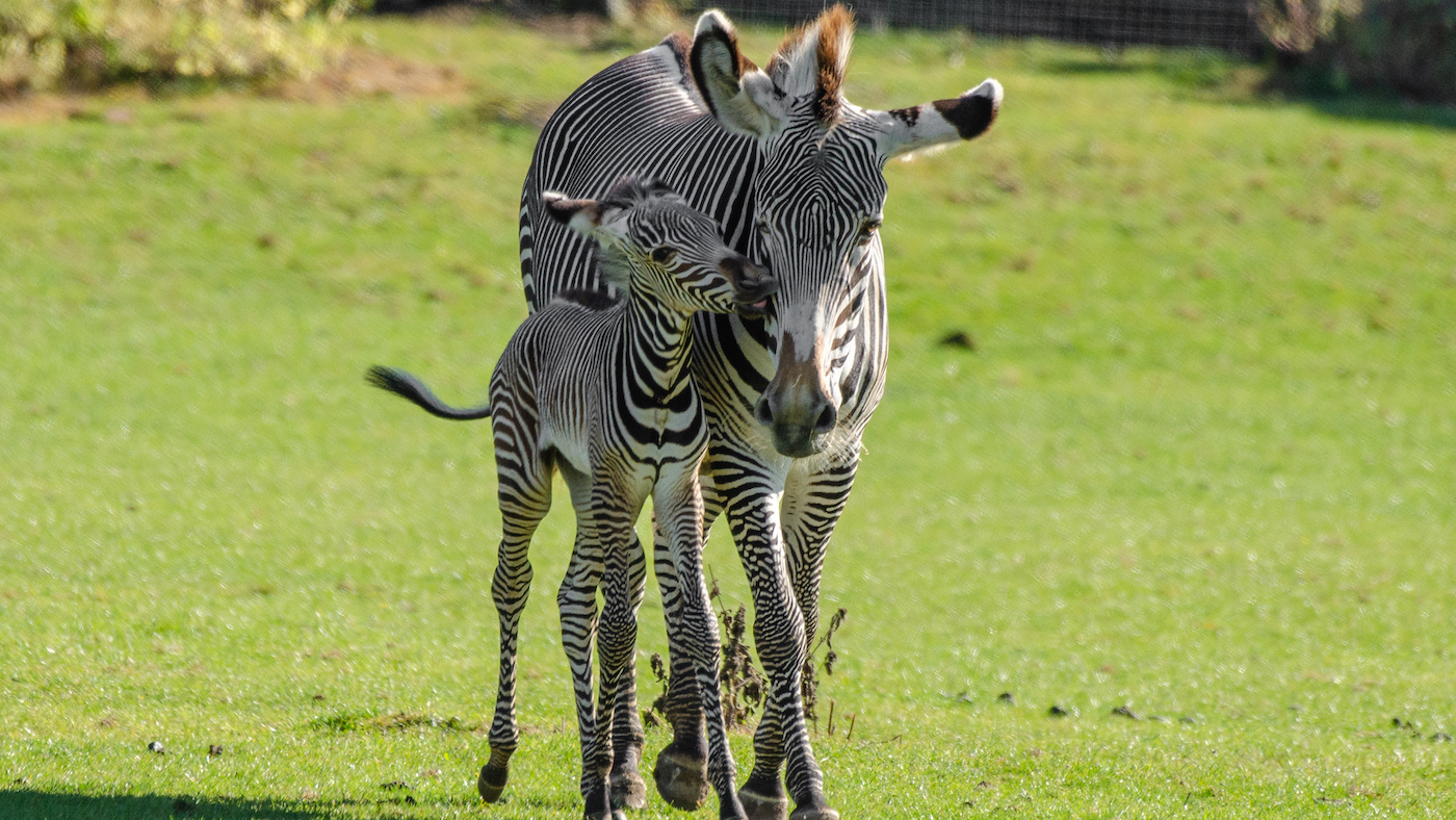 Zebra foal: Marwell Zoo has welcomed the birth of a rare breed Grevy&rsquo;s zebra