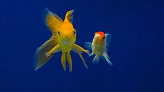 Two goldfish in an aquarium