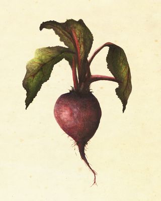 A beetroot
