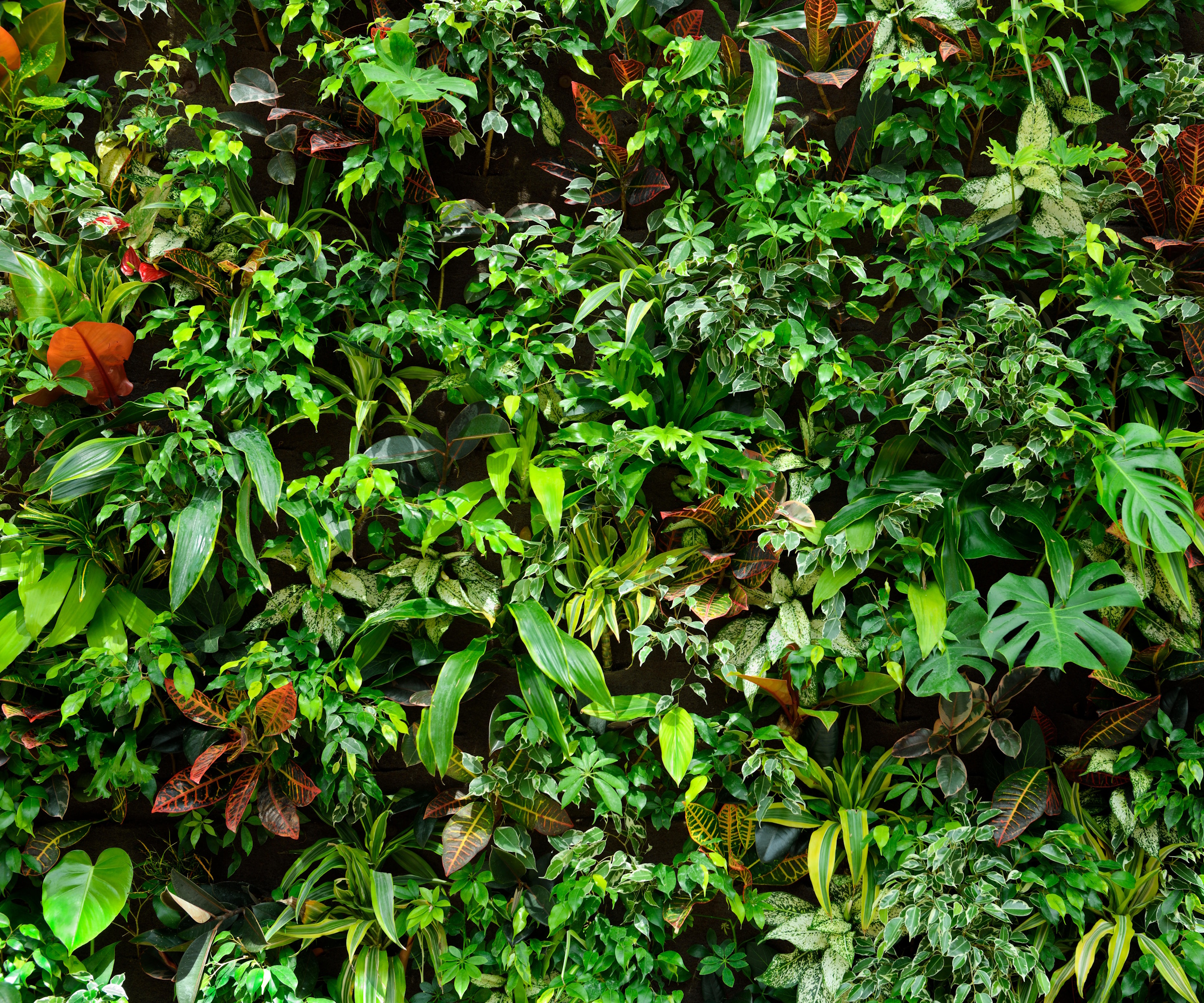 Vertical tropical garden