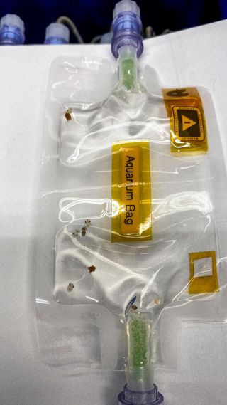 A closeup image of an aquarium bag containing eight of the squid paralarvae. The bags are connected to pumps that will inoculate the squid with luminescent bacteria in space.
