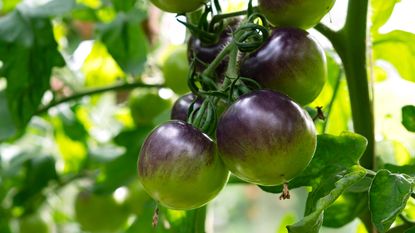 ripening variety of dark colored tomato (purplish coloration) 