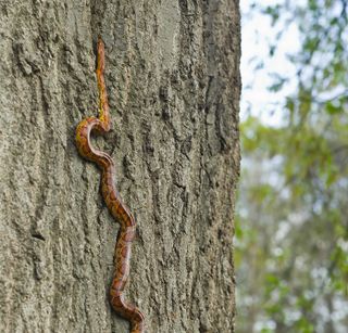 Corn snake on tree trunk
