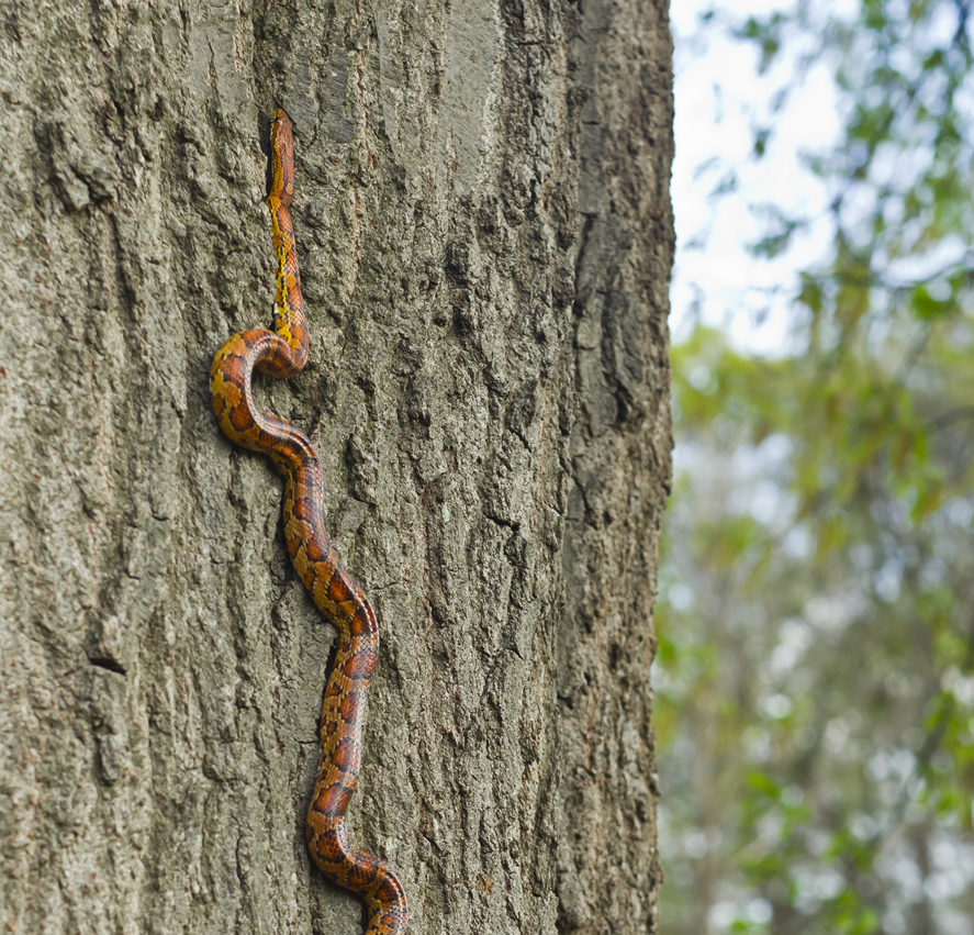 Without legs, snakes must get creative to slither up trees, and new research suggests they use the scales covering their bodies to make such climbs. Their scales and body muscles work together to push against the bark on the tree as they inch upward, the researchers said.