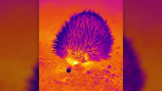 This heat map shows how booger bubbles may keep prickly echidnas cool in hot Australian weather.