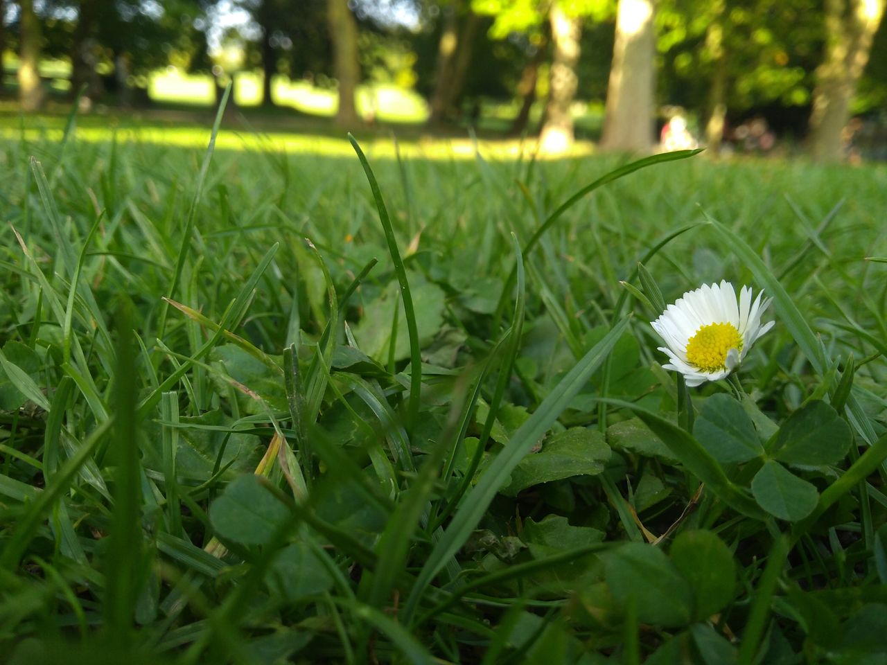 Check out the background bokeh and rich color on this shot.