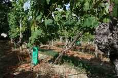 Pre Phylloxera Tannat vines, plaimont wines, south-west france