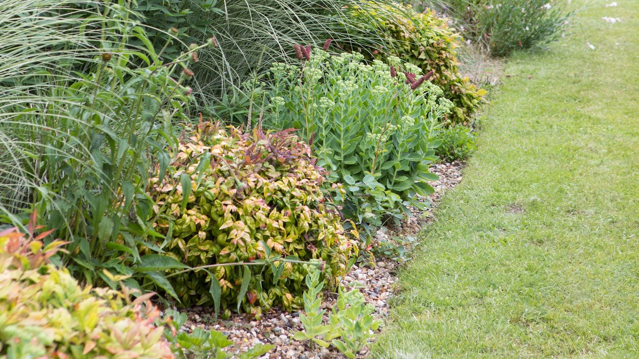 A garden with bushy plants in the borders