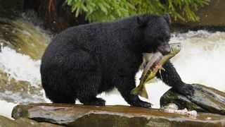 Infected bears are unlikely to be able to fully develop into self-dependant adults.