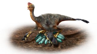 Oviraptorid dinosaur on nest of eggs.