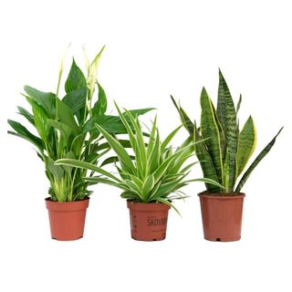 Air Purifying Plant Collection