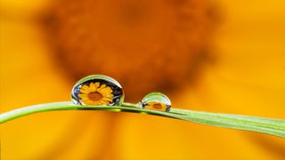 GuruShots - Moments in Macro