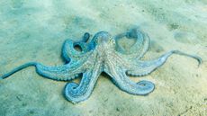 Photo of a blue octopus on the sea floor