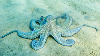 Photo of a blue octopus on the sea floor