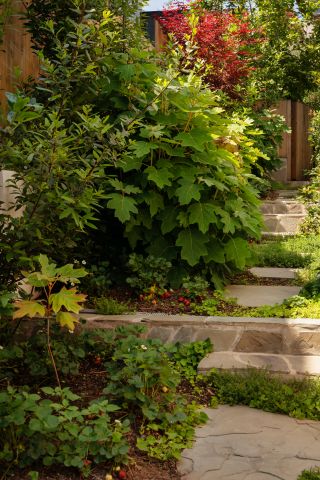 A backyard vegetable garden