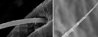 Researchers found tiny sensory cells associated with fine hairs (shown here) on a bat's wings.