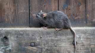 A rat climbing on a garden fence.