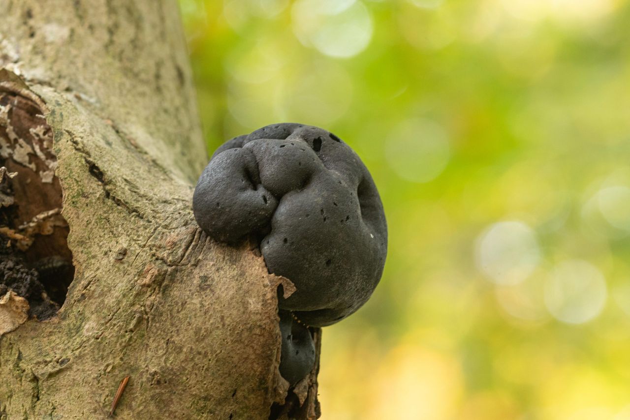 King Alfred&#039;s cake fungus — Daldinia concentrica — also called cramp balls or coal fungus.