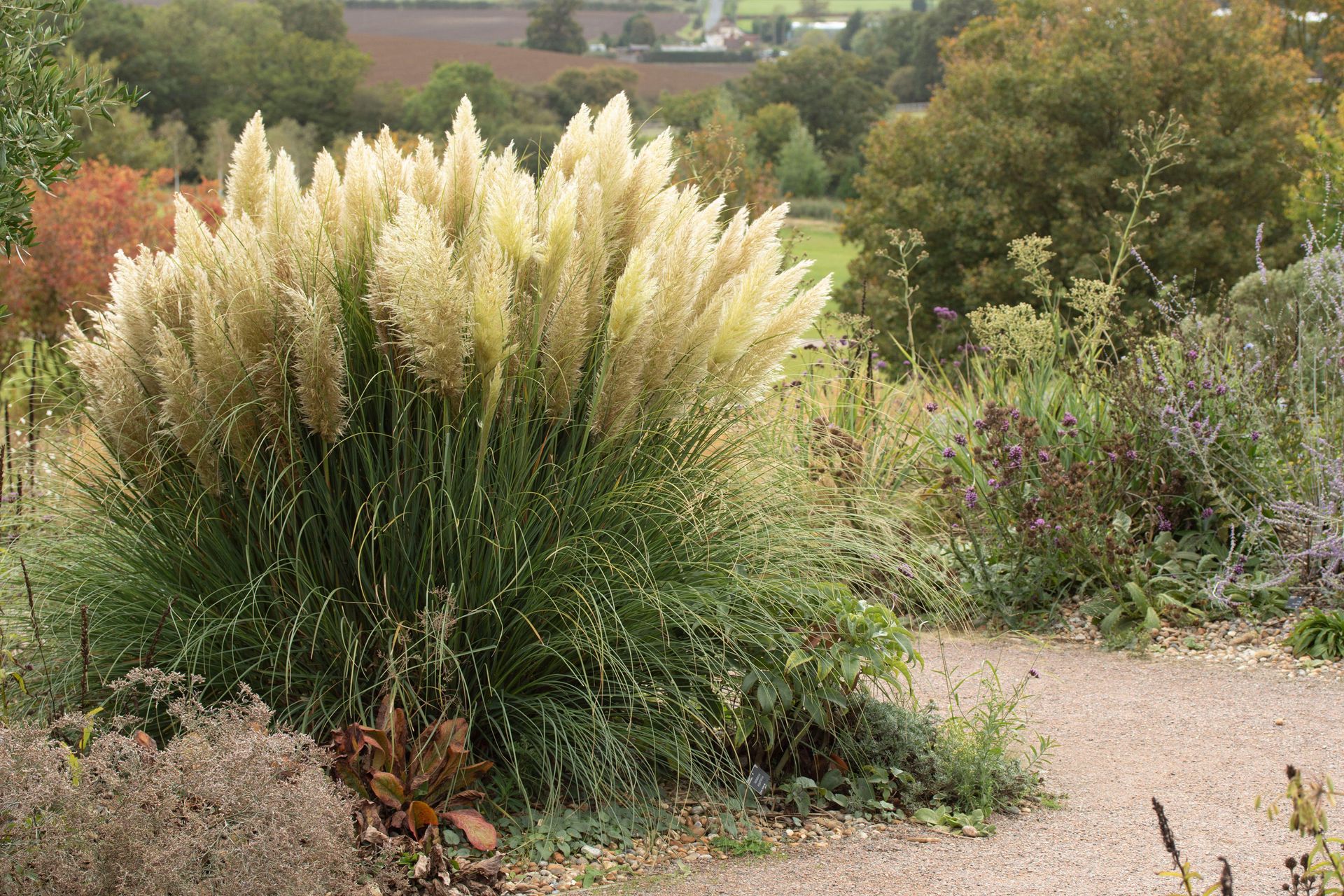 how to grow pampas grass: Cortaderia selloana 'Pumila'