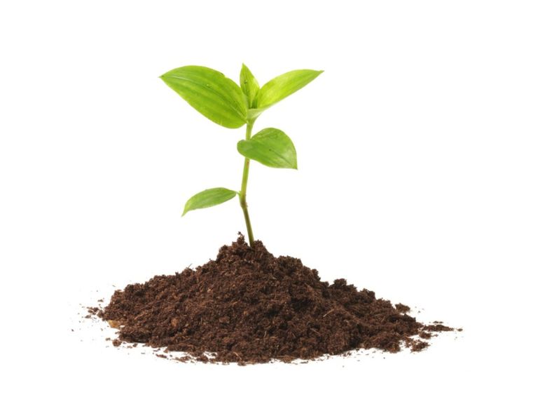 Soilless Potting Mix For Seeds - How To Make Soilless Planting Medium ...